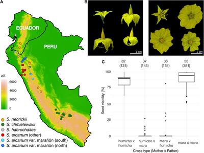 Population Genomics of the “Arcanum” Species Group in Wild Tomatoes: Evidence for Separate Origins of Two Self-Compatible Lineages